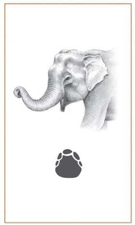 Asian Elephant by Bushprints Jewellery