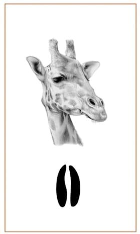 Giraffe drawings by Bushprints Jewellery