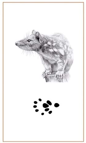 Spotted Tail Quoll image by Bushprints