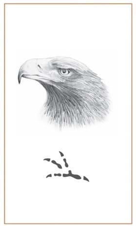 Wedgetail Eagle drawing by Bushprints
