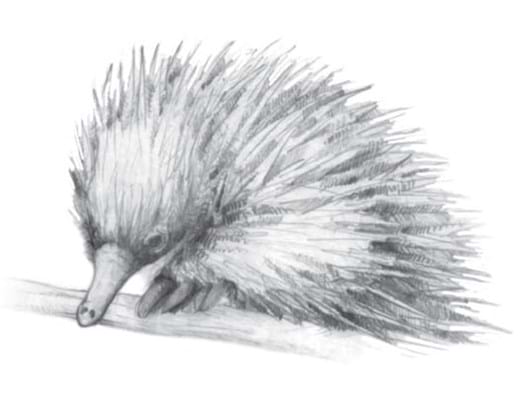 echidna - Bushprints Jewellery