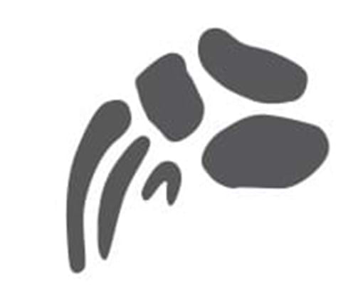 echidna foot print |wild animal print