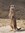 African wildlife - meerkat