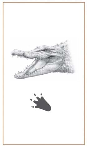 Crocodile sketch - Bushprints Jewellery