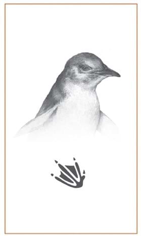 Little Penguin drawing|Bushprints Jewlry