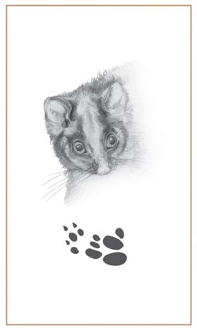 Possum & footprint -Bushprints