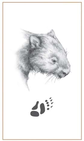 Wombat drawing & footprint|Bushprints